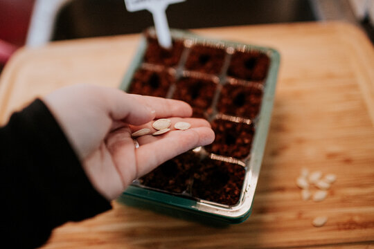 Person planting seeds in seed starter for garden