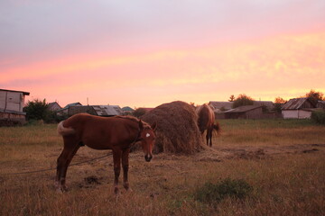 Naklejka na ściany i meble Horse on a background of pink sunset with hay