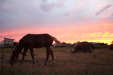 Fototapeta na wymiar Horse on a background of pink sunset with hay