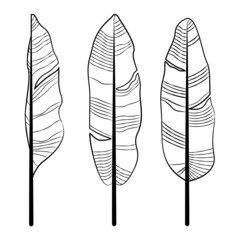 Banana leaf drawing line art template vector set