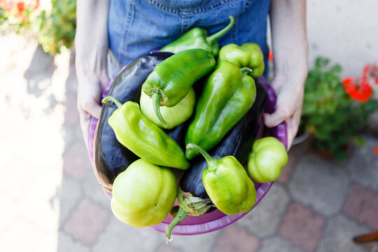 Young female farmer harvests peppers and eggplants