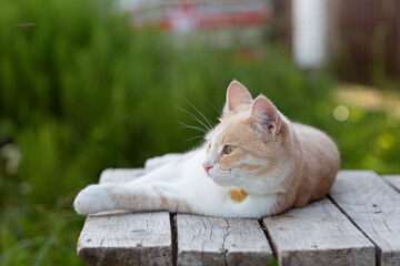A contented red-and-white cat with a personalized medallion lies on the street