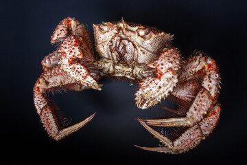 Japanese horsehair crab. Close-up of boiled crab with legs.