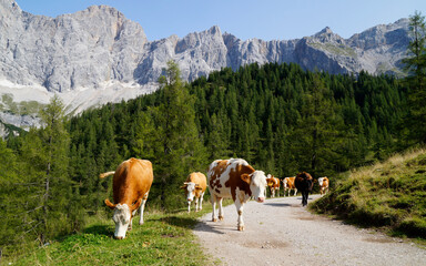 Fototapeta na wymiar Cows are coming back to the alpine farm in the Dachstein region in the Austrian Alps (Steiermark or Styria, Schladming-Dachstein region, Austria)