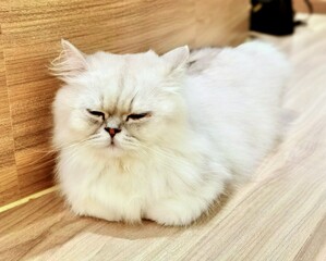 UK British Longhair Cat Persian Cats Kitten Hello Kitty  Pets Tiger Green Eyes Beauty Fur Furry Puffy Snow White Ball Grooming Pet 