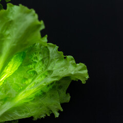 Fresh green salad leaves on a dark background. Eco food concept. Food minimalism. Diet food. Copy space.
