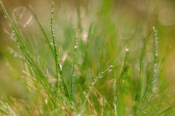 Abstract background with fresh green grass on the lawn in the morning. Soft focus and beautiful bokeh.