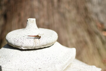 灯籠に留まるアキアカネ