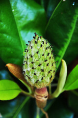 Blooming flower close-up. Flower on a blurred background of green leaves. Bokeh.