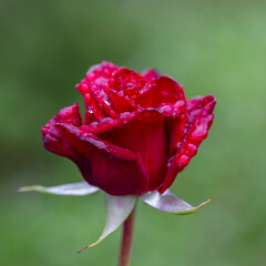 Red rose in outdoor rose flower garden.The symbol of love and romantic. Red garden rose against soft green background with shallow depth of field. red rose with water drops