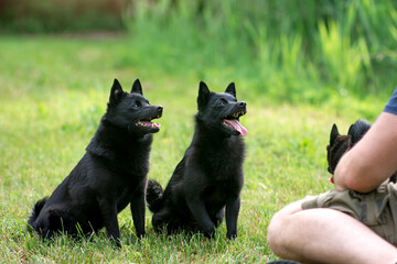 Schipperke - three small breed of dog originated in Belgium, miniature sheepdog. Black dog on green grass in nature. Taining and waiting dog.