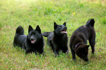 Schipperke - three small breed of dog originated in Belgium, miniature sheepdog. Black dog on green...