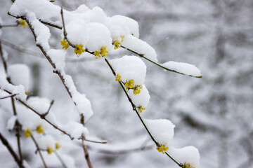 Flowering branches under the snow