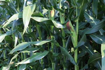 とうもろこし畑