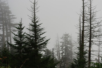trees in the fog