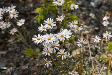 Bouquet of white chamomiles of wildflowers is in a summer garden