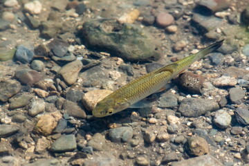 a flock of fish swims in the water of the lake
