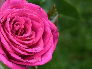 pink rose with water drops