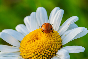 Mariquita paseando por una margarita. cocinnella septempuncata. Mariquita de siete puntos. Chrysanthemun leaucanthemum