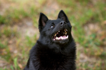 Schipperke - small breed of dog originated in Belgium, miniature sheepdog. Black dog on green grass in nature. 