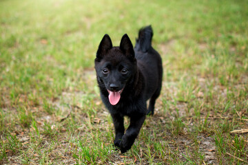 Schipperke - small breed of dog originated in Belgium, miniature sheepdog. Black dog on green grass in nature. 
