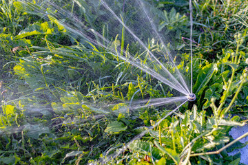 Automatic watering of lawns in the city park. Water jets fly into the air. Soft focus