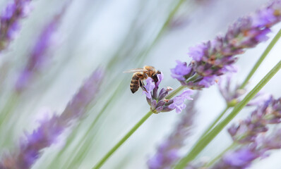 Biene im Lavendelfeld