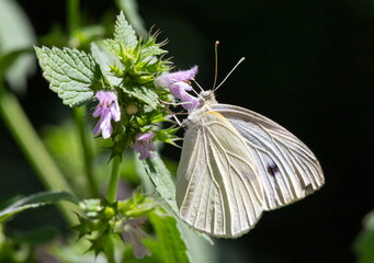butterfly on a background of green grass in the summer day