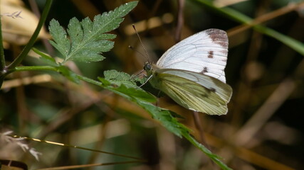butterfly on a background of green grass in the summer day