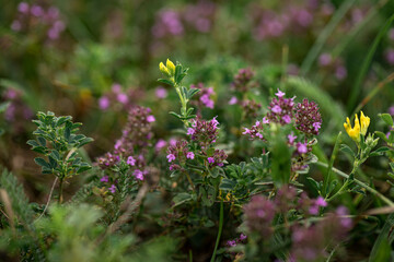 	
pink tiny flowers in the meadow, yellow flowers, green grass in background. Close up macro picture of grassland	