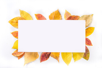 Autumn frame composition, with colorful red yellow fall leaves on white background. Thanksgiving holiday greeting card concept. Flatlay, top view, copy space