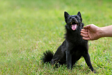 Schipperke - small breed of dog originated in Belgium, miniature sheepdog. Human hand stroke pet friend. Black dog on green grass in nature. 