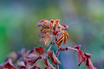 Yellowing and drying leaves of a bush close-up on a green background. Soft focus