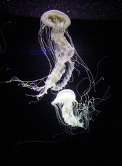 Meduza © Asia