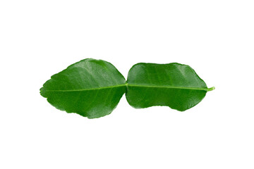 bergamot leaves isolated on white background.