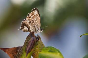 Cacyreus marshalli