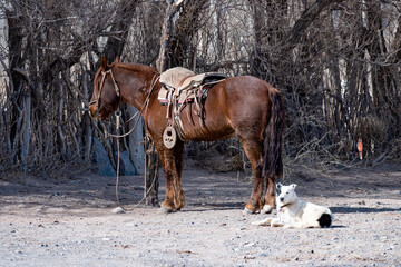 Saddled horse of an Argentine gaucho, next to a resting dog.