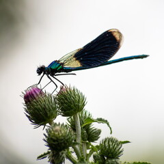 dragonfly on a plant close up sits on a green plant