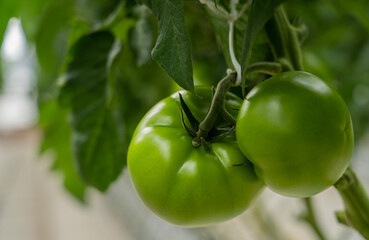 Green tomatoes in a greenhouse hang on a branch