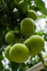 Green tomatoes in a greenhouse hang on a branch
