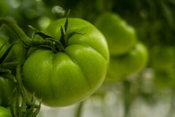 Green tomatoes in a greenhouse close up