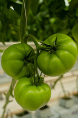 Green tomatoes in a greenhouse hang on a branch