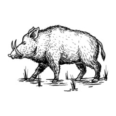 animal wild boar illustration drawing