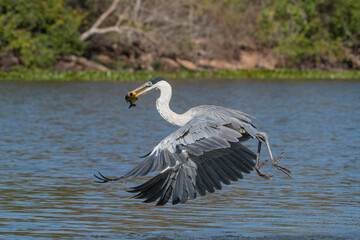  GARÇA-MOURA - (Ardea cocoi) se alimentando de peixes em rio no Pantanal. Mato Grosso, Brasil 