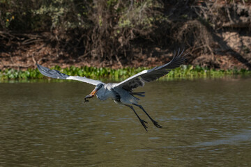  GARÇA-MOURA - (Ardea cocoi) se alimentando de peixes em rio no Pantanal. Mato Grosso, Brasil 