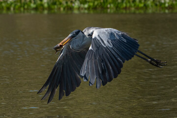  GARÇA-MOURA - (Ardea cocoi) se alimentando de peixes em rio no Pantanal. Mato Grosso, Brasil 