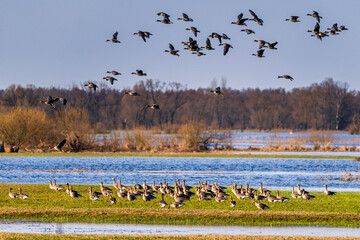 The Biebrza backwaters © Sawek