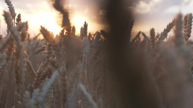 Ripe ears of wheat against beautiful sunset sky. Yellow wheat field in rays of the sunset. Harvesting bread in nature. Ripening wheat grains in field. Harvest of ripe bread.