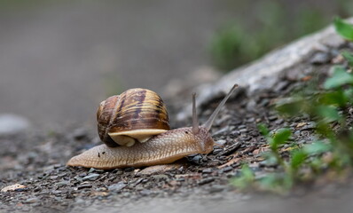 a snail crawls on the ground rainy weatherrainy weather
