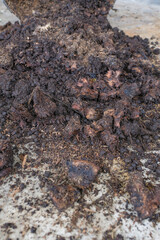 Recycling organic biodegradable material and household waste in composter. Best organic fertilizer.